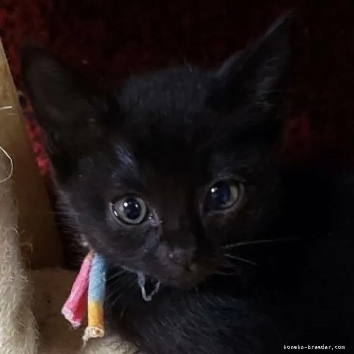 ID：2305-01597の子猫