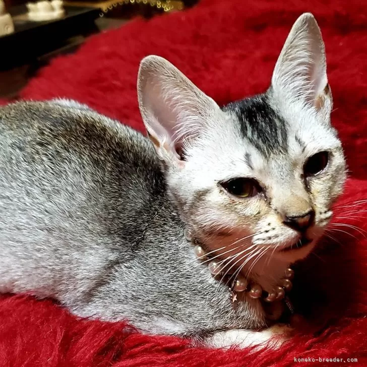 ID：2410-03343の子猫