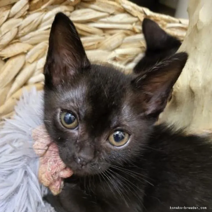 ID:2207-02544の子猫
