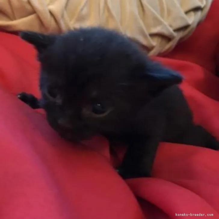 ID：2207-02545の子猫