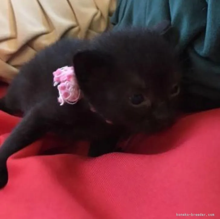 ID:2207-02539の子猫