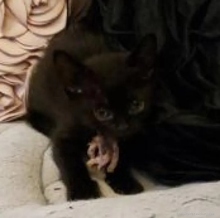 ID：2209-00494の子猫