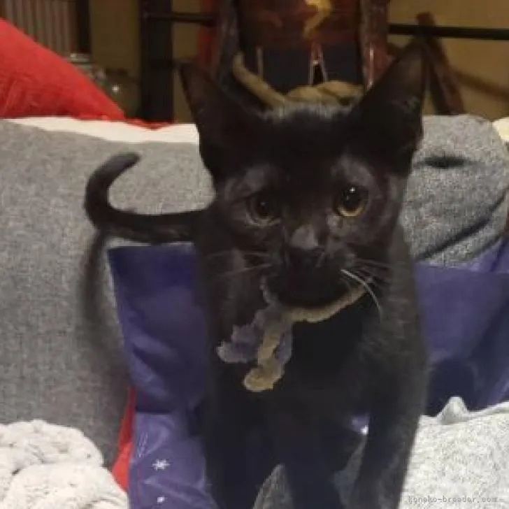 ID:2212-01836の子猫