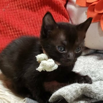 ボンベイ【奈良県・男の子・2023年3月2日・ブラック】の写真「元気いっぱい😀男の子🤗即日のお迎え可能です🤗」