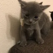 ボンベイ【奈良県・男の子・2019年8月5日・エニ-アザー(ブルー)】の写真1