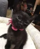 ボンベイ【奈良県・女の子・2022年3月8日・ブラック】の写真1