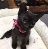 ボンベイ【奈良県・女の子・2022年3月8日・ブラック】の写真3