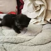 ボンベイ【奈良県・女の子・2024年6月30日・ブラック】の写真3