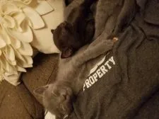 ボンベイ【奈良県・男の子・2019年8月5日・エニ-アザー(ブルー)】の写真3