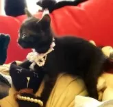 ボンベイ【奈良県・女の子・2024年4月25日・ブラック】の写真3