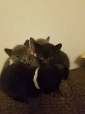 ボンベイ【奈良県・男の子・2019年8月5日・エニ-アザー(ブルー)】の写真4