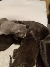 ボンベイ【奈良県・男の子・2019年8月5日・エニ-アザー(ブルー)】の写真5