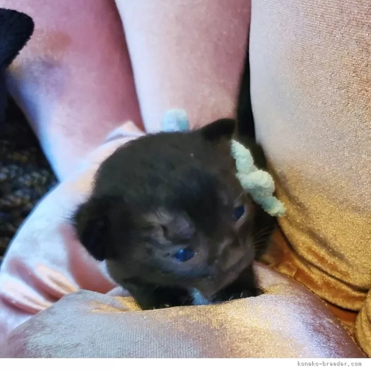 ID：2507-00778の子猫