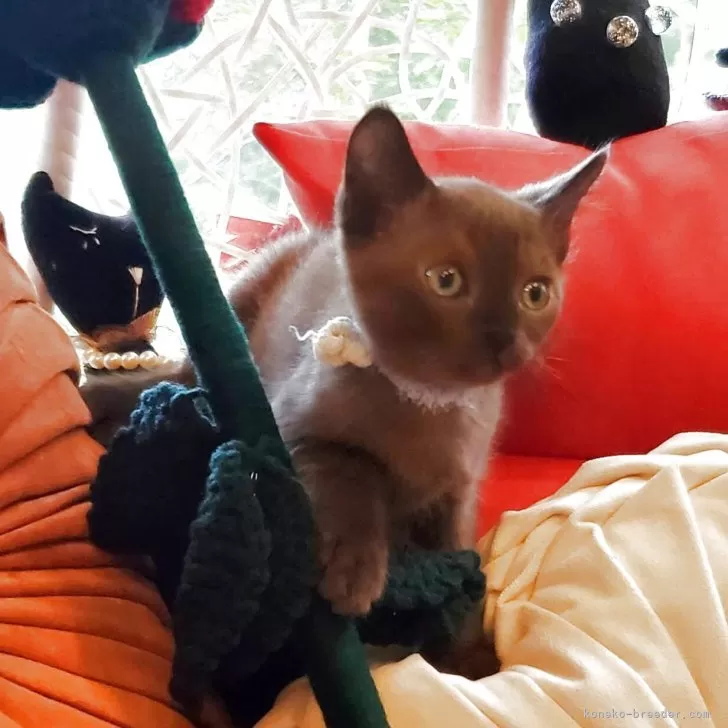 ID:2505-04003の子猫