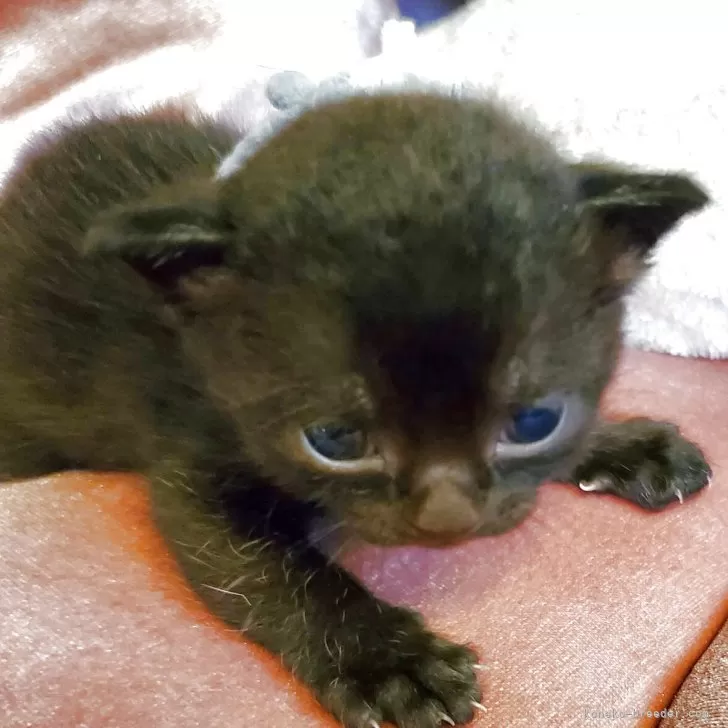 ID:2506-00947の子猫