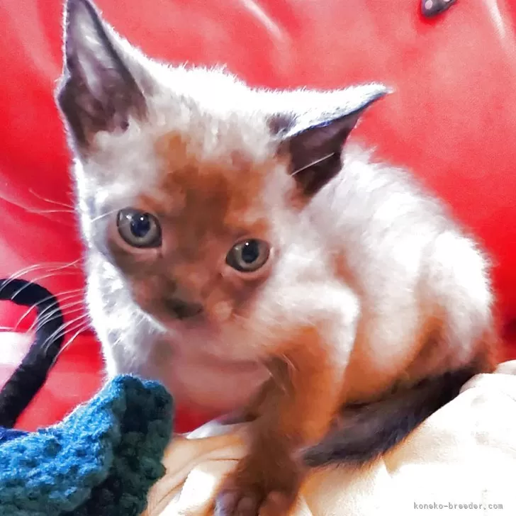 ID：2509-02973の子猫