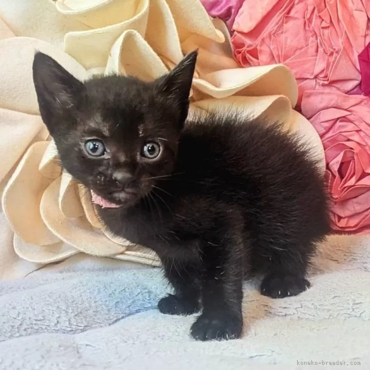ID：2506-03618の子猫