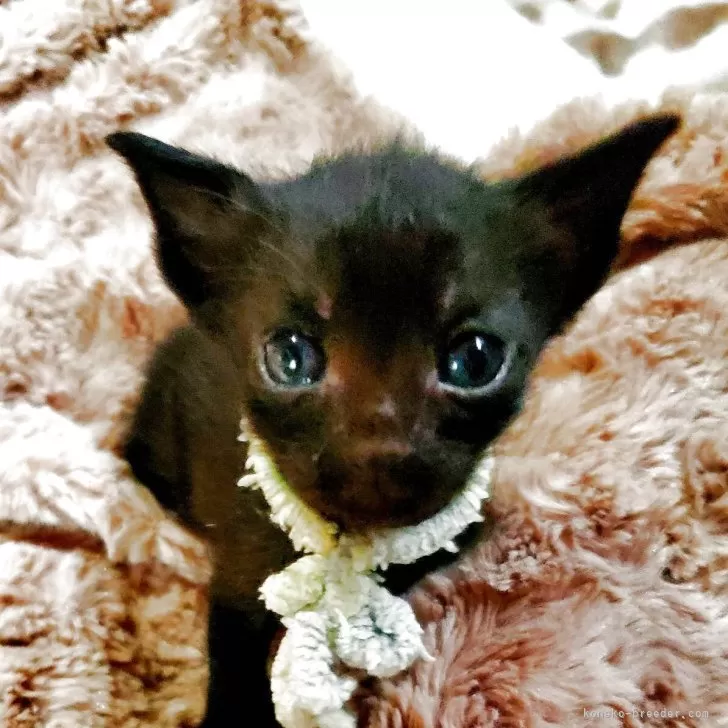 ID:2506-00950の子猫