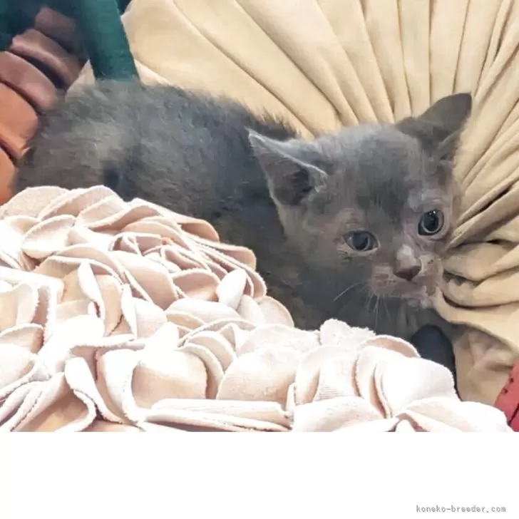 ID:2505-04004の子猫