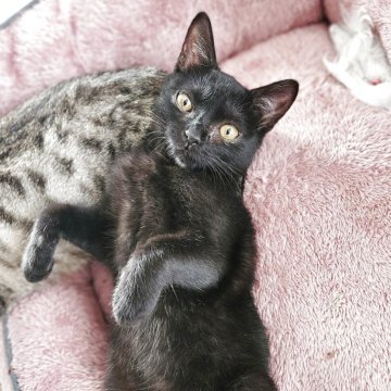 ボンベイ【奈良県・男の子・2025年6月23日・ブラック】の写真「即日でのお迎えが可能ですよ🚗💨」