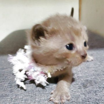 アメリカンバーミーズ【奈良県・女の子・2025年5月15日・ブラウン】の写真「まだまだママ2甘えん坊な女の子👧」