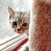 アメリカンショートヘア