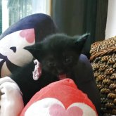 ボンベイ