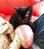 ボンベイ【奈良県・男の子・2025年6月23日・ブラック】の写真2