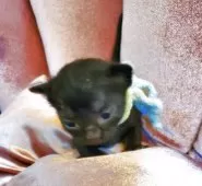 ボンベイ【奈良県・男の子・2025年6月23日・ブラック】の写真2