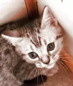 アメリカンショートヘア【奈良県・女の子・2025年6月24日・シルバークラシックタビー】の写真2