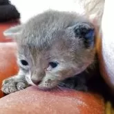 アメリカンバーミーズ【奈良県・女の子・2025年8月28日・ブルー】の写真3