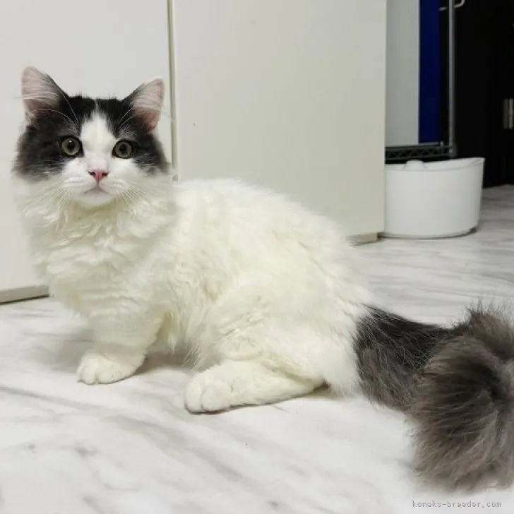 ID:2310-00329の子猫