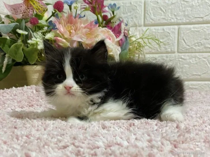 K.H 様のお迎えした子猫