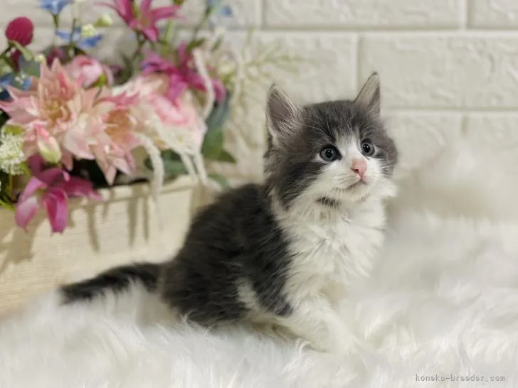 ハル 様のお迎えした子猫