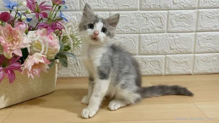 ID：2106-00450の子猫