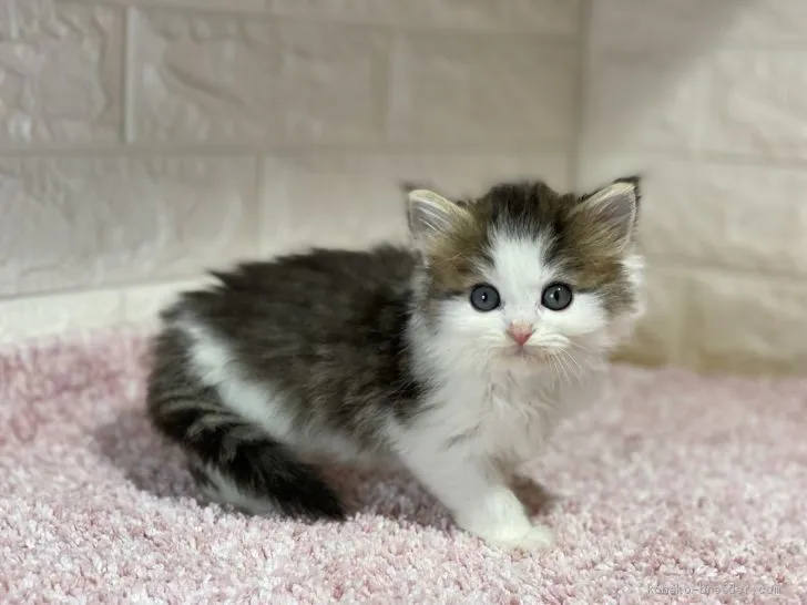 せっちゃん 様のお迎えした子猫