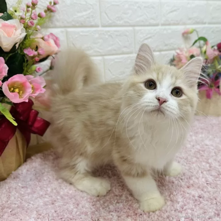 ID：2410-03135の子猫