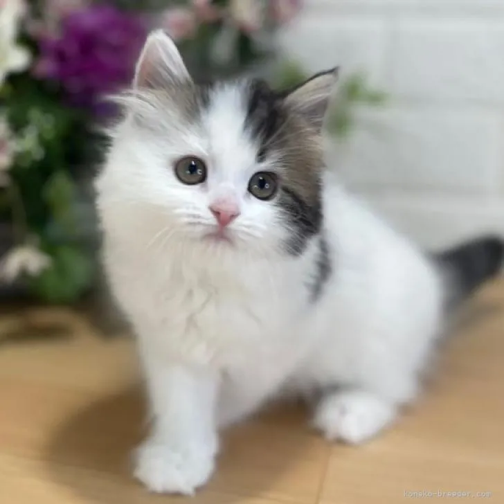 ID:2207-02400の子猫