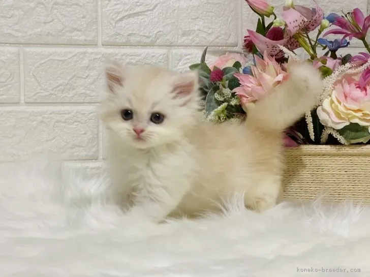 ID:2107-02172の子猫