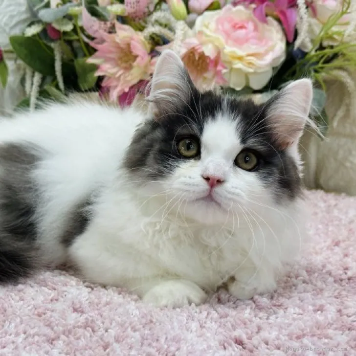 ID：2308-00366の子猫