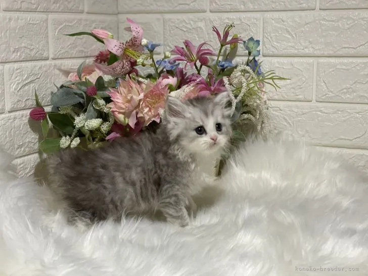 とうの 様のお迎えした子猫