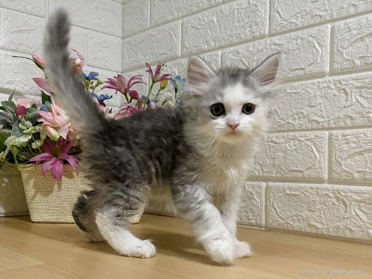 K.Y 様のお迎えした子猫