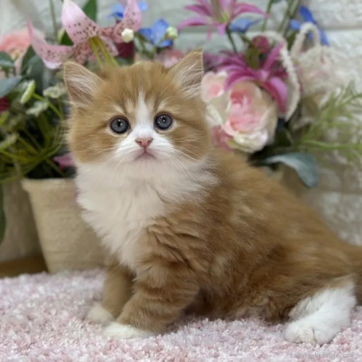 ID：2303-02615の子猫