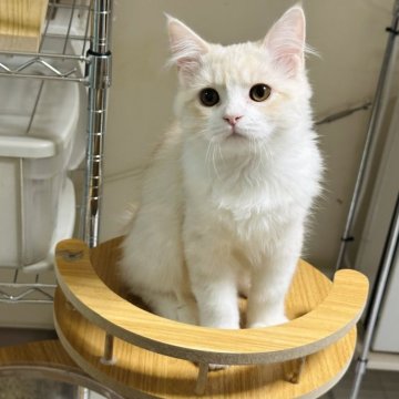 ラガマフィン【東京都・男の子・2023年12月20日・クリームタビー&ホワイト（ロング）】の写真「ゴロゴロ大音量ハチワレ君😻当日お引渡し🆗」