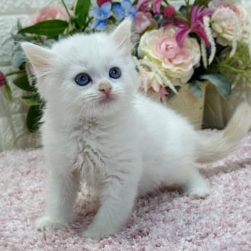 ラガマフィン【東京都・男の子・2023年11月24日・クリームポイント（ロング）】の写真「💎アクア青瞳の美猫💎両親遺伝子4項目クリア🧬」