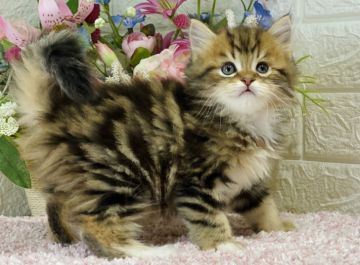 ラガマフィン【東京都・男の子・2021年8月23日・ブラウンタビー&ホワイト（ロング）】の写真「綺麗なブラウンタビーをお探しの方は是非😻✨」