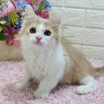 ラガマフィン【東京都・男の子・2023年11月27日・クリームタビー&ホワイト（ロング）】の写真「優しいお顔、毛色、性格のハチワレイケメン😻✨」