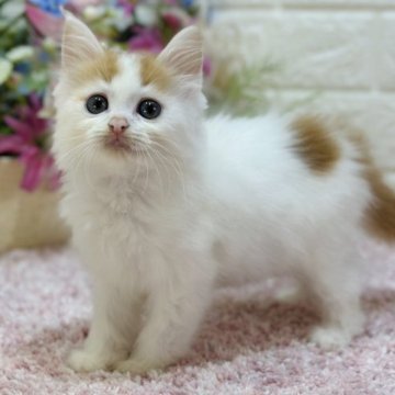 ラガマフィン【東京都・男の子・2023年1月12日・レッドタビー&ホワイト（ロング）】の写真「大谷16⚾️WBC優勝セール🏆日の丸柄猫🇯🇵」