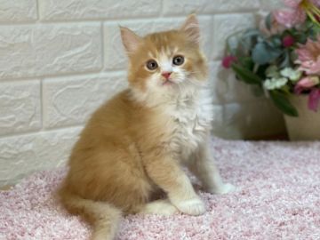 ラガマフィン【東京都・男の子・2021年9月3日・レッドタビー&ホワイト（ロング）】の写真「ズッシリとした体格💪元気いっぱい😽♬」