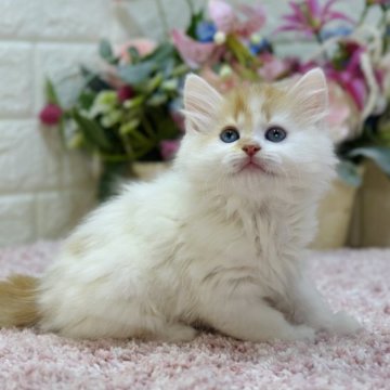 ラガマフィン【東京都・男の子・2023年3月7日・レッドタビー&ホワイト（ロング）】の写真「5月3日〜お引渡し可能❗️GWは子猫と一緒😻」